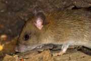 Bush Rat (Rattus fuscipes)